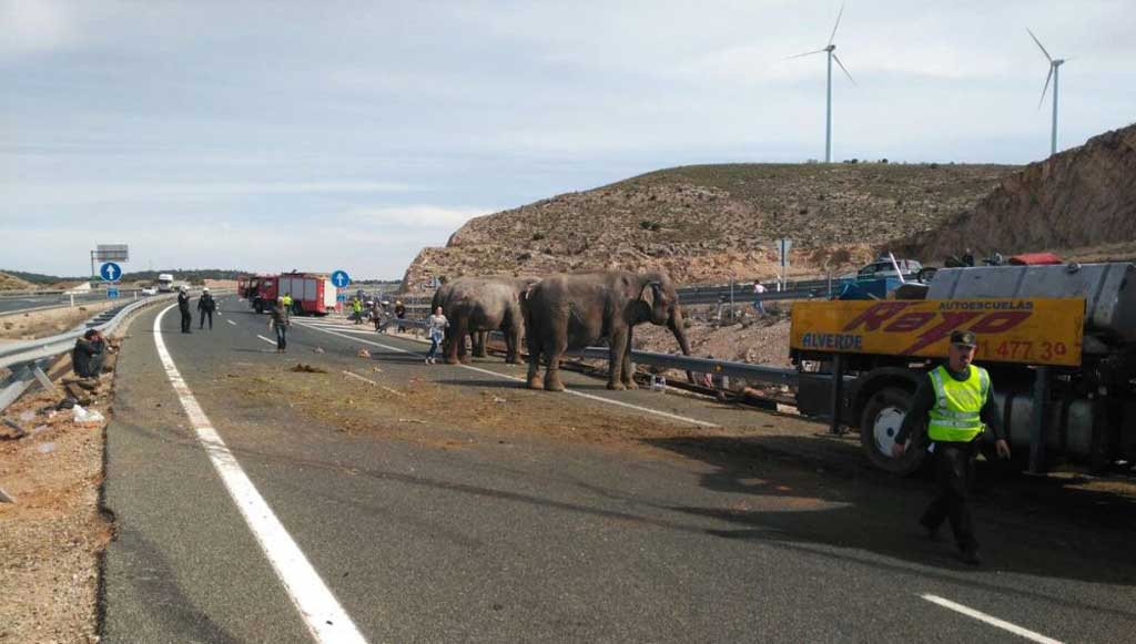 Accidente camión de elefantes