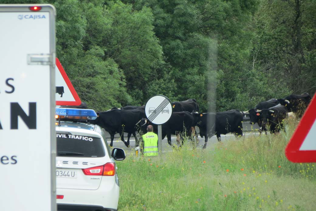 Durante el recorrido se nos sumarían a la ruta otros invitados, no previstos, al cruzar una cañada.